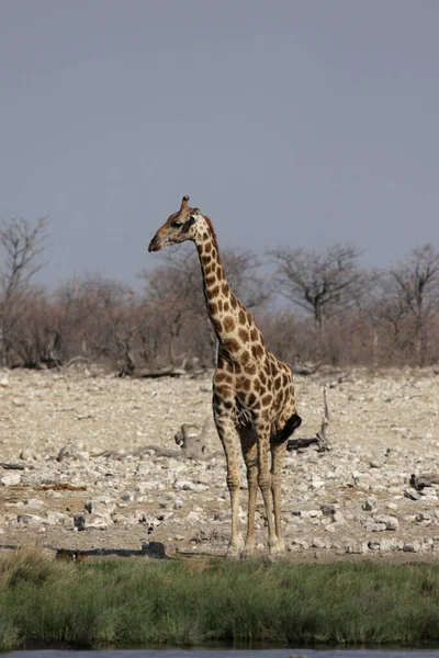 Giraffe Tier Tierwelt Naturfauna — Stockfoto