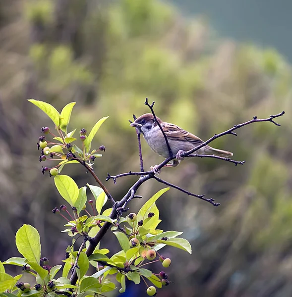 かわいい雀の風景 — ストック写真
