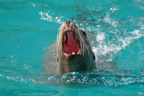 Deniz Aslanı Deniz Hayvanı — Stok fotoğraf