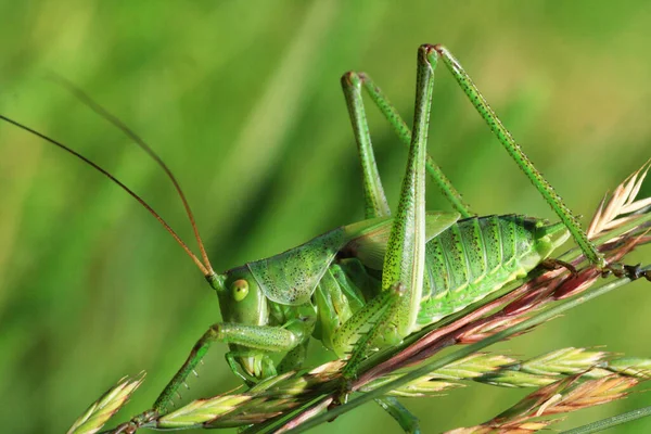 Gros Plan Bug Nature Sauvage — Photo