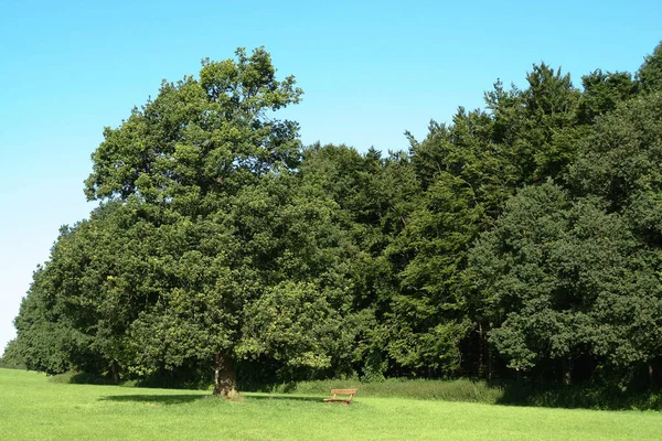 Floresta Verão Árvores Verdes — Fotografia de Stock