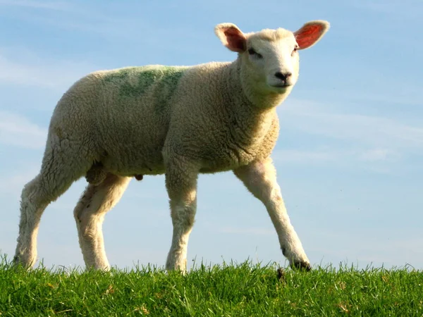 Pecuária Doméstica Pastagem Agrícola — Fotografia de Stock