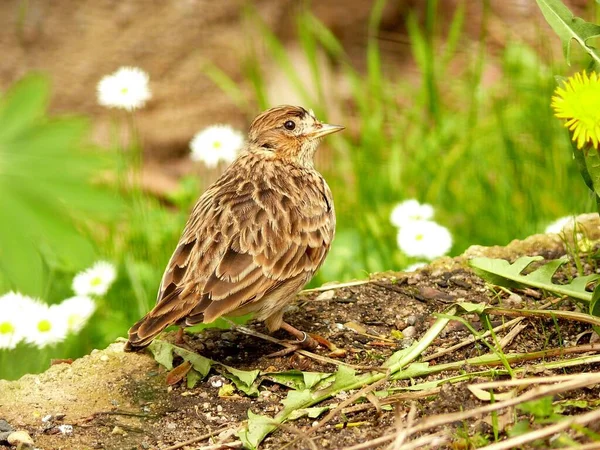 Vacker Utsikt Över Vacker Fågel Naturen — Stockfoto