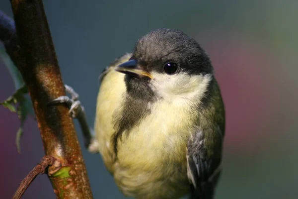 Observation Des Oiseaux Oiseau Mignon Nature Sauvage — Photo