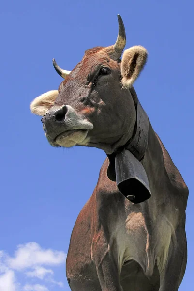 Primer Plano Vaca Naturaleza Salvaje — Foto de Stock