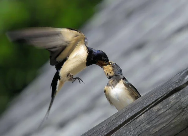 Vedere Pitorească Păsărilor Frumoase Natură — Fotografie, imagine de stoc