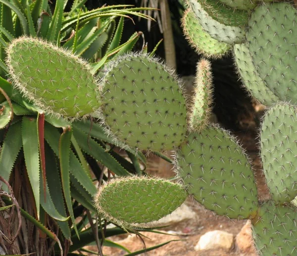 Planta Cactus Flora Cactus Espinoso — Foto de Stock