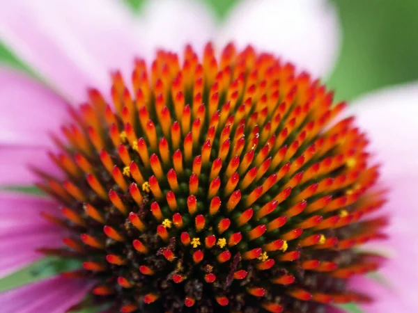 Primer Plano Una Flor Una Dalia Rosa — Foto de Stock