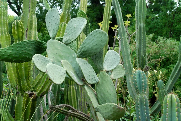 美しい植物画 自然壁紙 — ストック写真