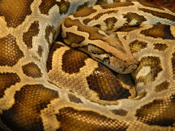Serpente Perigosa Réptil Carnívoro — Fotografia de Stock