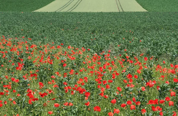 Visão Panorâmica Agricultura Foco Seletivo — Fotografia de Stock