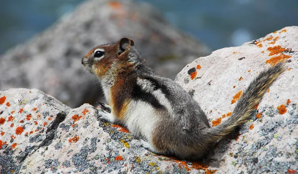 Squirrel Rock — Stock Photo, Image