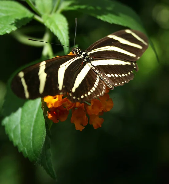 Nahaufnahme Von Schmetterling Wildniskonzept — Stockfoto