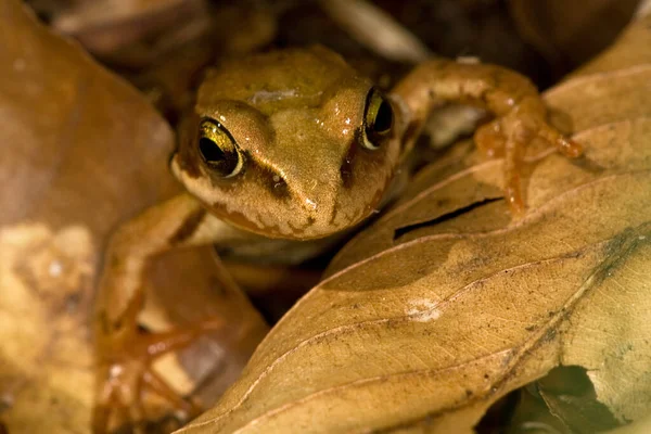 Amphibientier Naturfrosch — Stockfoto