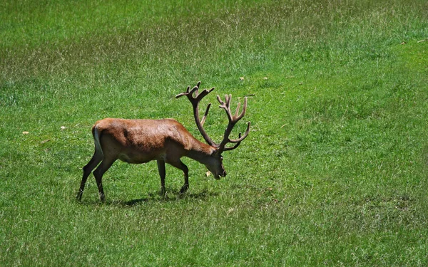 鹿の動物 自然と動物 — ストック写真