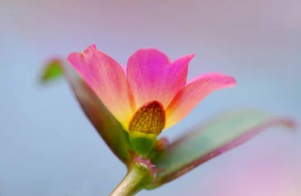 Růžová Květina Zahradě — Stock fotografie