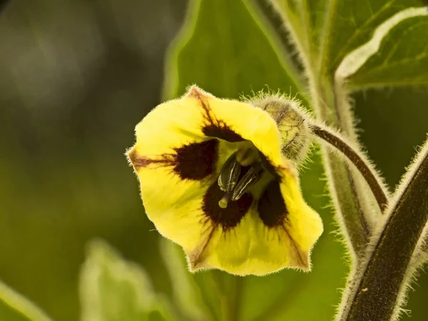 Fleurs Jaunes Dans Champ — Photo