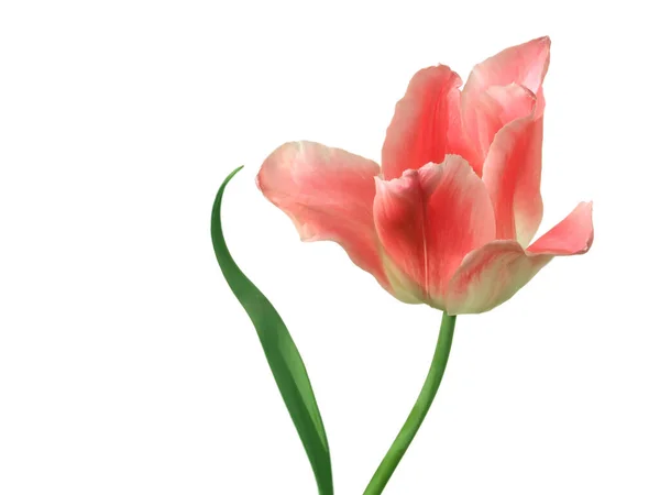 Vista Panorámica Hermosas Flores Tulipán —  Fotos de Stock