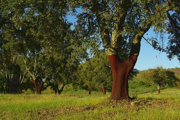 Sughero Rovere Flora Naturale — Foto Stock