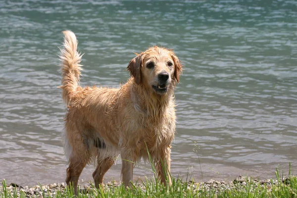 Animali Cane Golden Retriever — Foto Stock