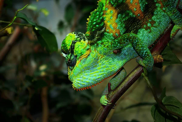 Animal Camaleón Reptil Lagarto Tropical — Foto de Stock