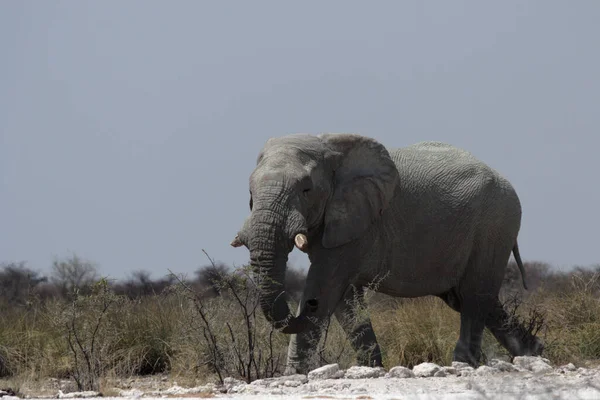 非洲象 自然和动物 — 图库照片