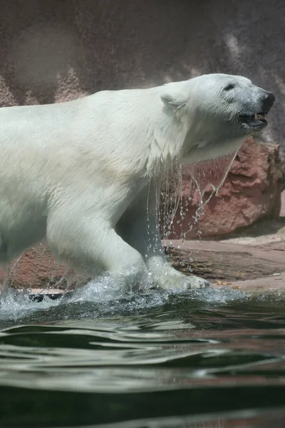 Depredador Del Oso Polar Blanco — Foto de Stock