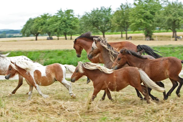 Pferd Tier Herde Weidetier Naturfauna — Stockfoto