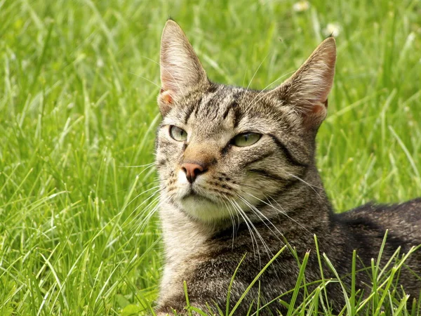 Porträt Einer Süßen Katze — Stockfoto