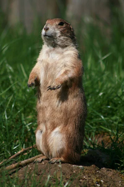 Chien Prairie Commun Animal Dans Nature — Photo