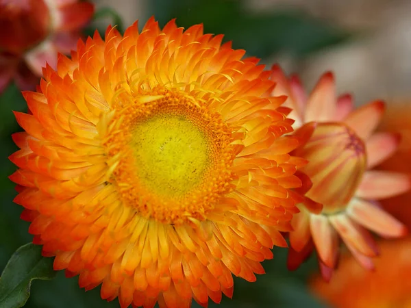 Autumn Bronze Straw Flowers — Stock Photo, Image