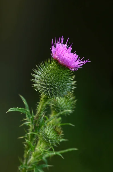 Distel Wildblume Flora Und Natur — Stockfoto