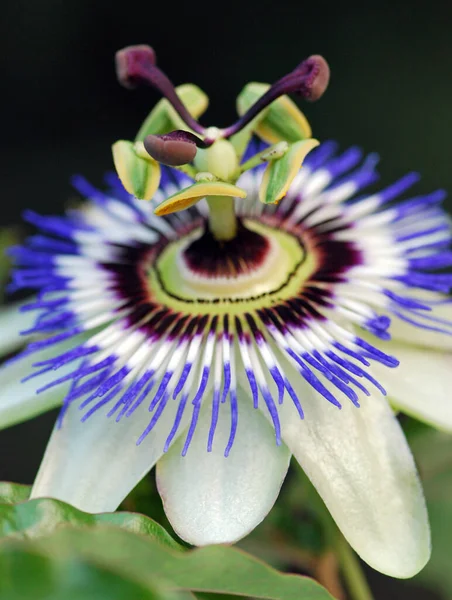 Mooi Botanisch Schot Natuurlijk Behang — Stockfoto