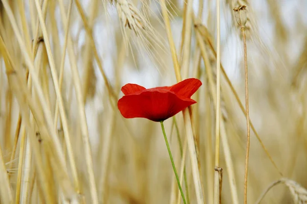 Fleur Pavot Dans Pré Fleurs Sauvages Déposées — Photo