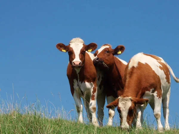 Vaches Dans Paysage Naturel Orientation Sélective — Photo