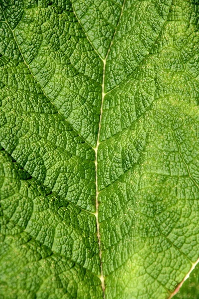 Mooi Botanisch Schot Natuurlijk Behang — Stockfoto