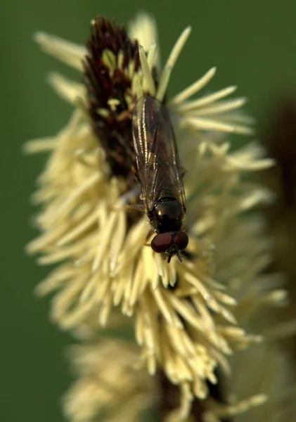 Folhetos Pele Flor — Fotografia de Stock