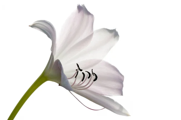 Schöne Botanische Flora Lilienblütenblätter — Stockfoto