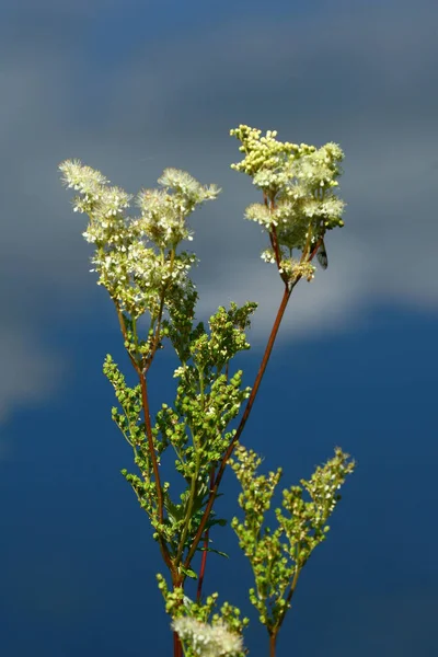 Krásný Botanický Záběr Přírodní Tapety — Stock fotografie