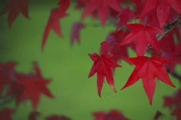 Piękne Kolorowe Jesienne Liście — Zdjęcie stockowe