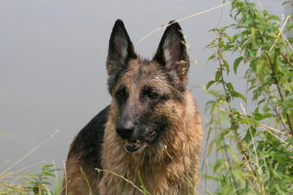 Porträt Eines Süßen Hundes — Stockfoto