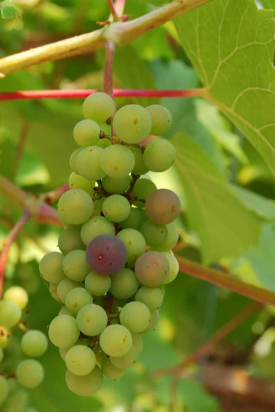 Uvas Que Crescem Vinha — Fotografia de Stock