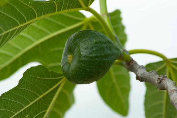 Fig Real Ficus Carica Figo Comum Ficus Carica — Fotografia de Stock