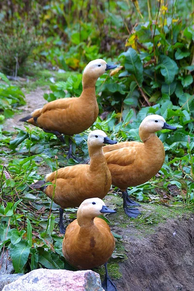 Patos Verde — Fotografia de Stock