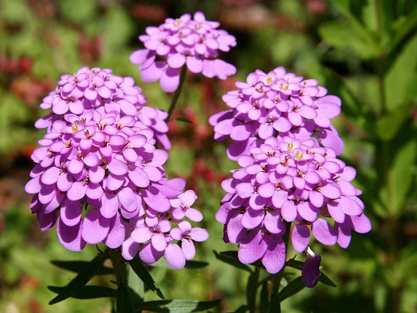 Iberis Amara Bow Flower — Stock Photo, Image