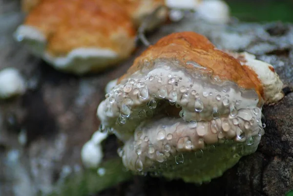 Paddenstoelen Groei Natuur Plantkunde Flora — Stockfoto