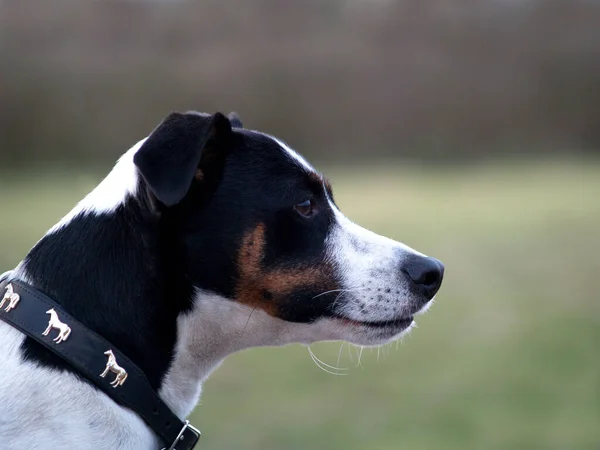 Jack Russel Terrier Cão — Fotografia de Stock