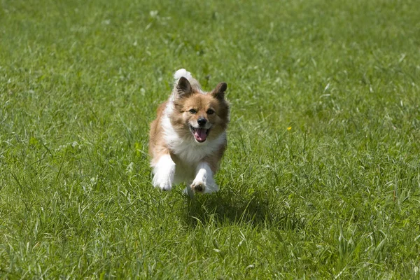 Naturskön Utsikt Över Söt Valp Hund — Stockfoto