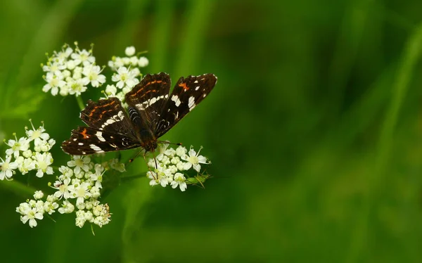 Naturdokument Nicht Arrangiert Oder Manipuliert — Stockfoto