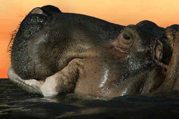 Hippopotame Dans Eau — Photo